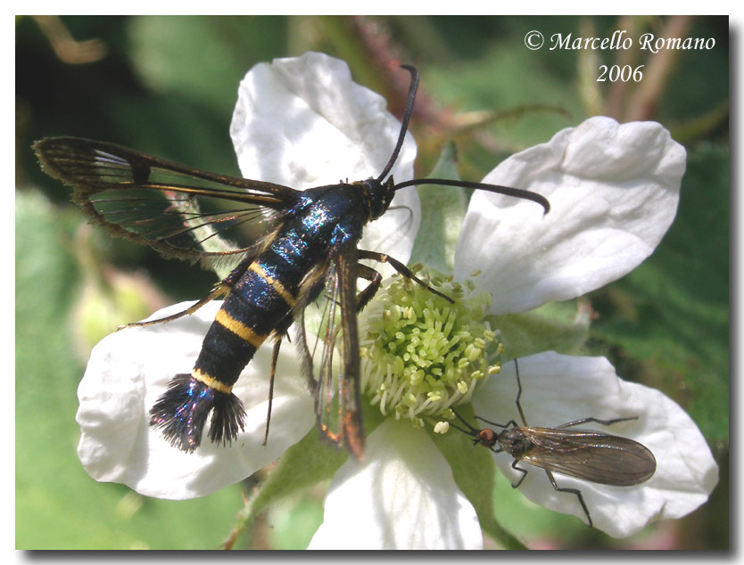 Synanthedon spuleri, una piccola Sesia poco fotografata